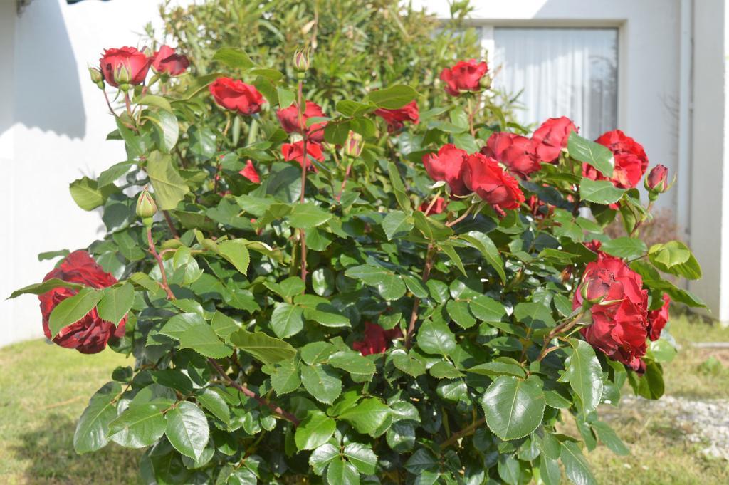 Les Jardins D'Oleron Hotell Saint-Pierre-d'Oleron Eksteriør bilde